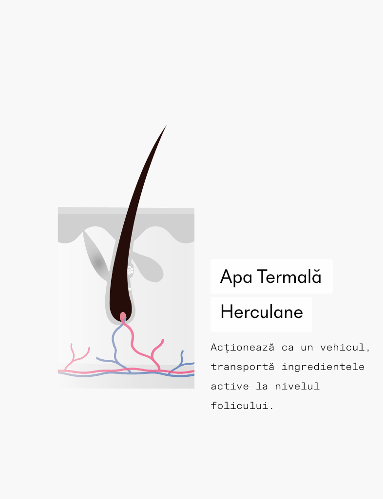 ivaHair serum ingredient apa termală herculane