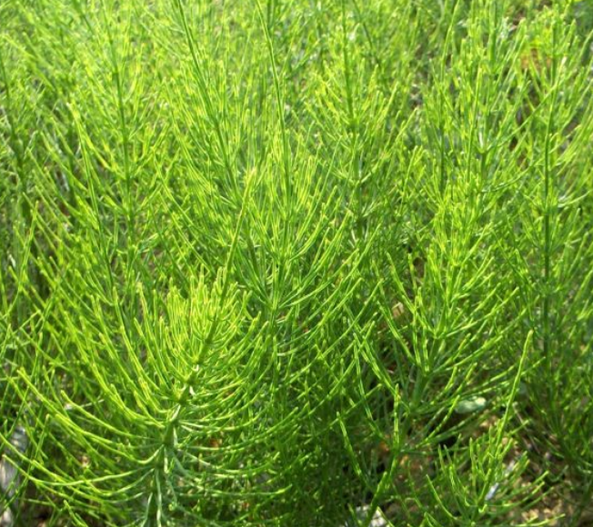 Extract de Coada Calului
